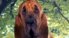 Bloodhound Photo #664