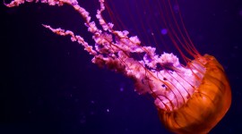 Jellyfish iPhone 6 #843