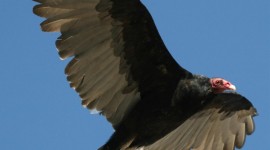 Vulture High Definition #512