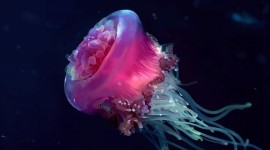 Jellyfish Photo #822