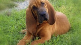 Bloodhound for PC #952