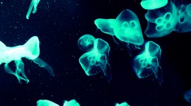Jellyfish hd photos #958