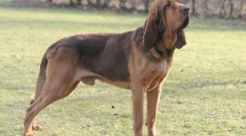 Bloodhound Image #675