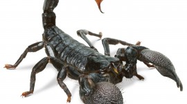 Scorpion For iPhone #570