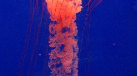 Jellyfish HD Wallpaper #448
