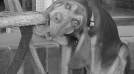 Bloodhound widescreen wallpaper #898