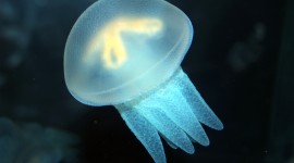 Jellyfish Pic #902