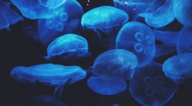 Jellyfish High Definition #241