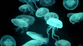 Jellyfish wallpaper pack #383