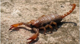 Scorpion Images #937