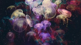 Jellyfish High Quality #765