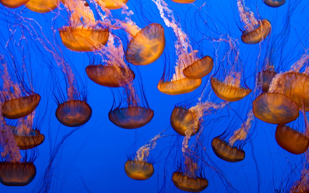 Jellyfish wallpapers HD