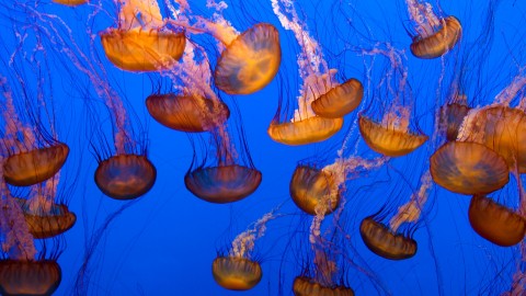 Jellyfish wallpapers high quality