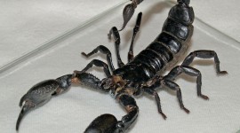 Scorpion hd photos #241