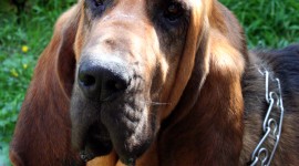 Bloodhound Wallpapers HD #622