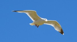 Gull Wallpapers Free