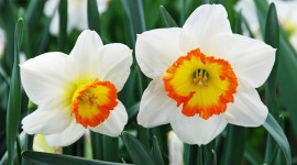 Narcissus Wallpapers HQ