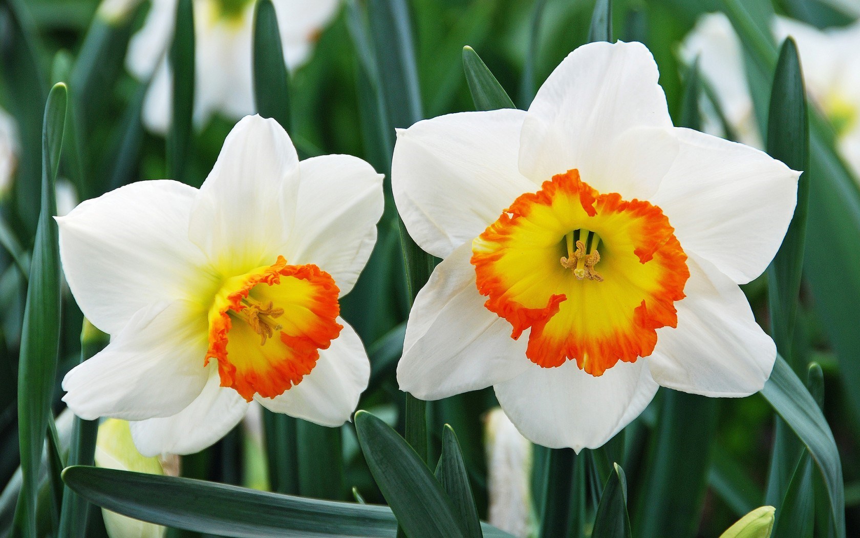 Narcissus Wallpapers Wallpapers High Quality | Download Free