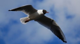 Gull Wallpapers HD