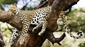 Cheetah Wallpapers_Full HD