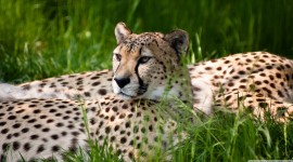 Cheetah Wallpapers Free