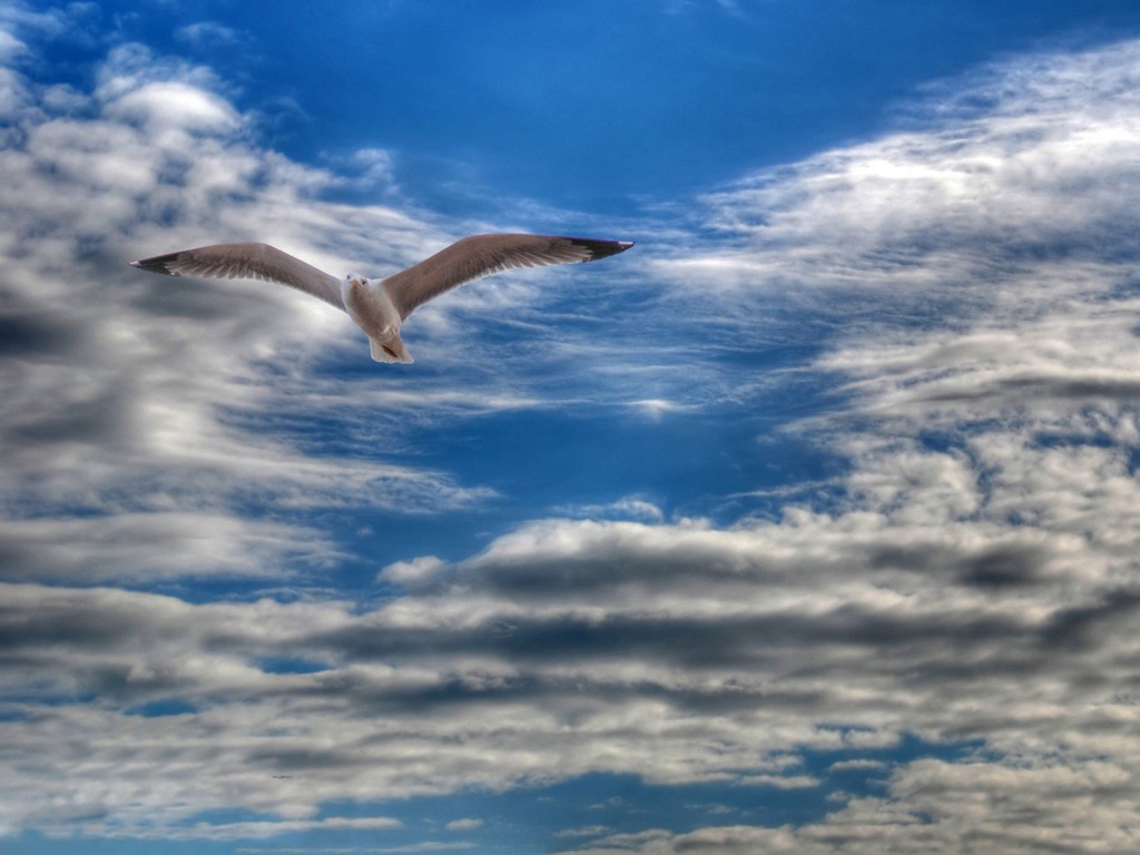 Gull wallpapers HD