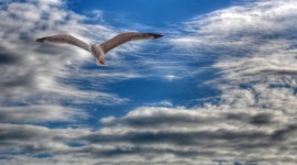 Gull Wallpapers for the smartphone