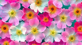 Different Fowers Wallpaper