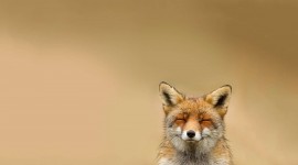 FOX Wallpapers  background
