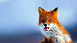 FOX Wallpapers Free