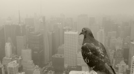 Pigeon Wallpapers HQ