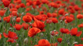Poppies Wallpaper High Definition