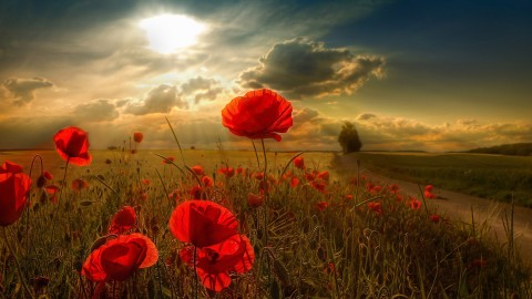 Poppies wallpapers high quality