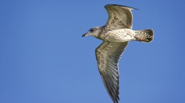 Gull Wallpapers 1080p