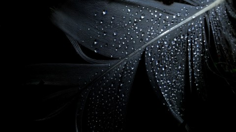 Black Wallpapers wallpapers high quality
