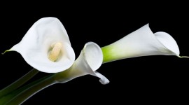 Calla Lily Wallpaper For Android