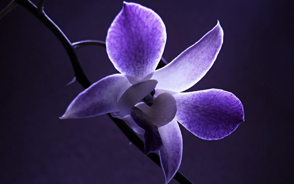 Dendrobium Orchid wallpapers HD