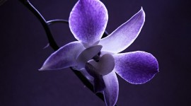 Dendrobium Orchid Wallpaper Download
