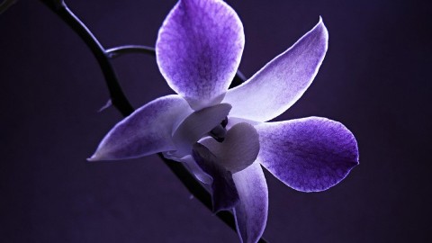 Dendrobium Orchid wallpapers high quality