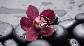 Dendrobium Orchid Desktop Backgrounds