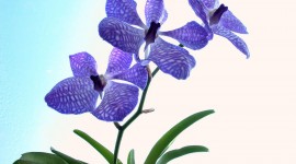 Dendrobium Orchid Desktop Wallpaper