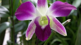 Dendrobium Orchid Best Wallpapers