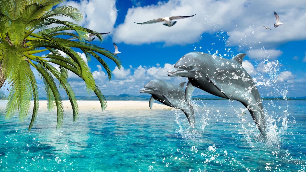 Dolphin wallpapers HD