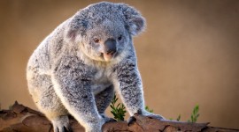 Koala Wallpaper Free