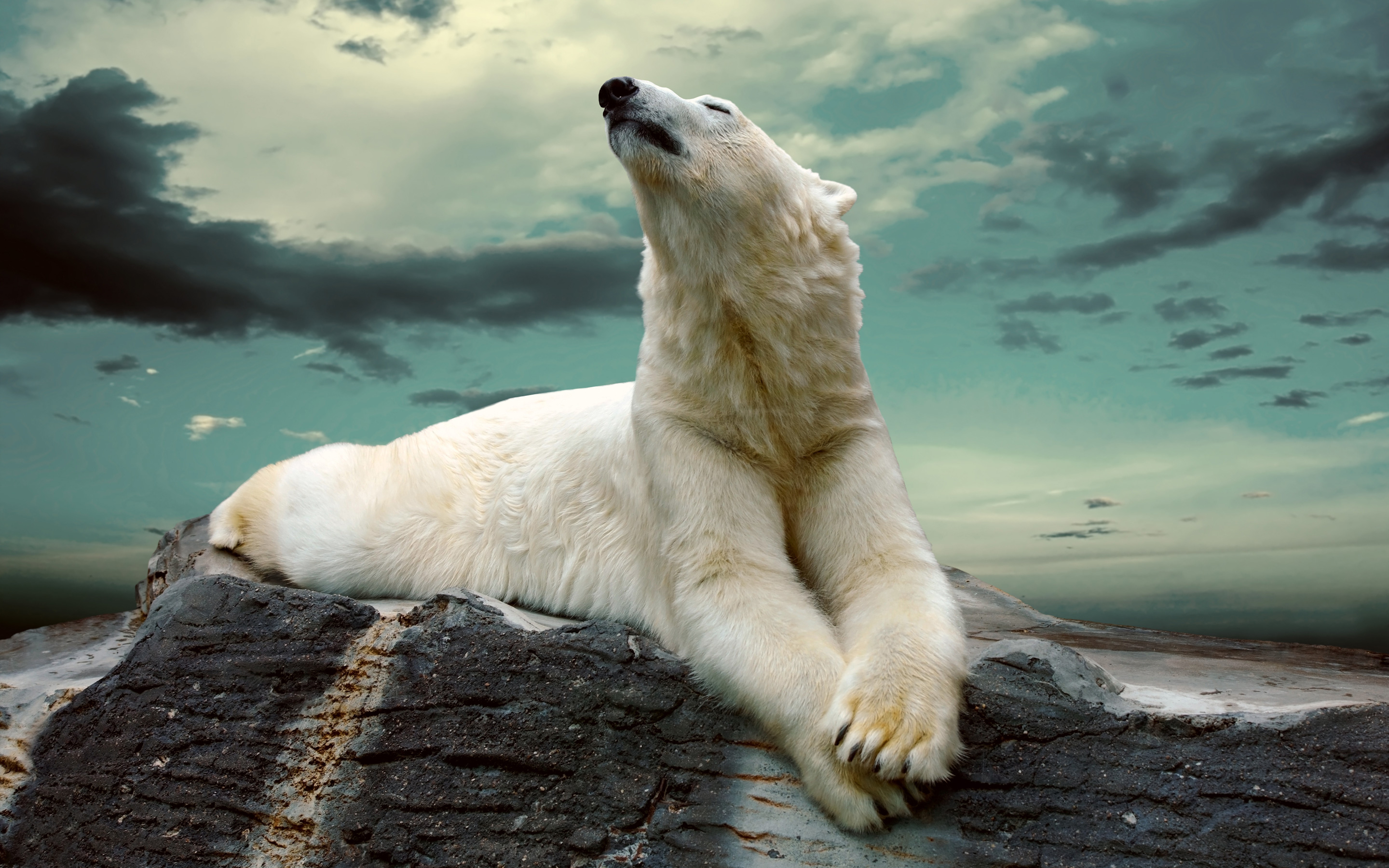 Polar Bear Wallpaper Wallpapers High Quality | Download Free