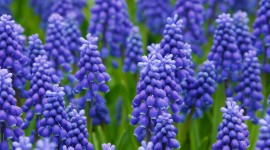 Hyacinth Image