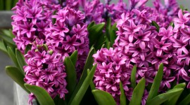 Hyacinths Wallpaper For Desktop