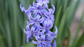Hyacinths Wallpaper For The Smartphone
