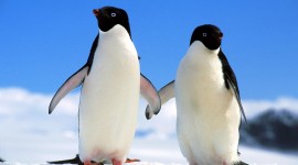 Penguin Wallpaper 1080p