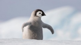 Penguin Photo